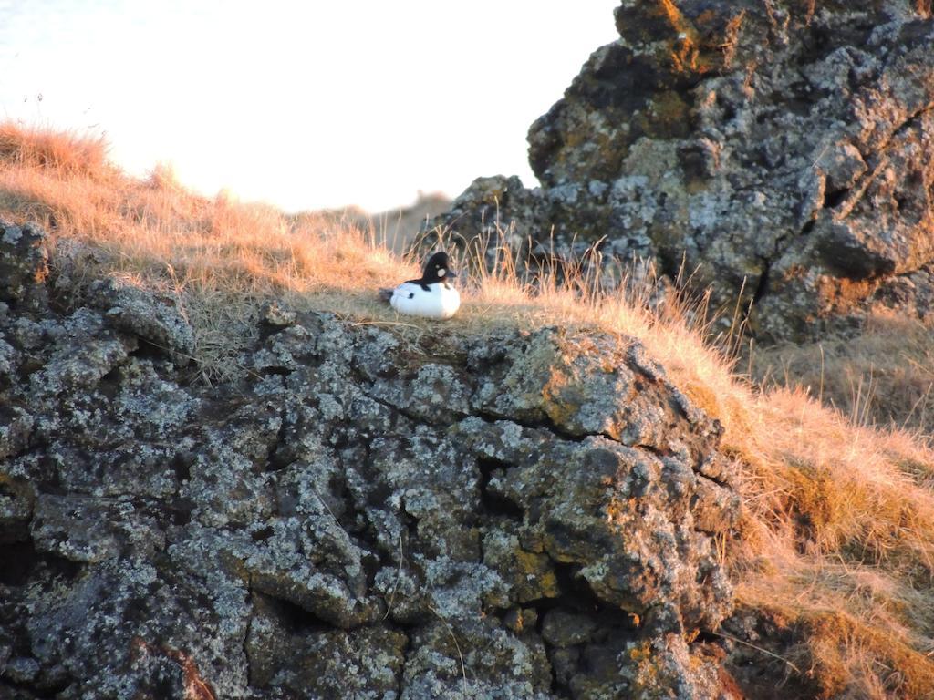 Dimmuborgir Guesthouse Mývatn Zewnętrze zdjęcie